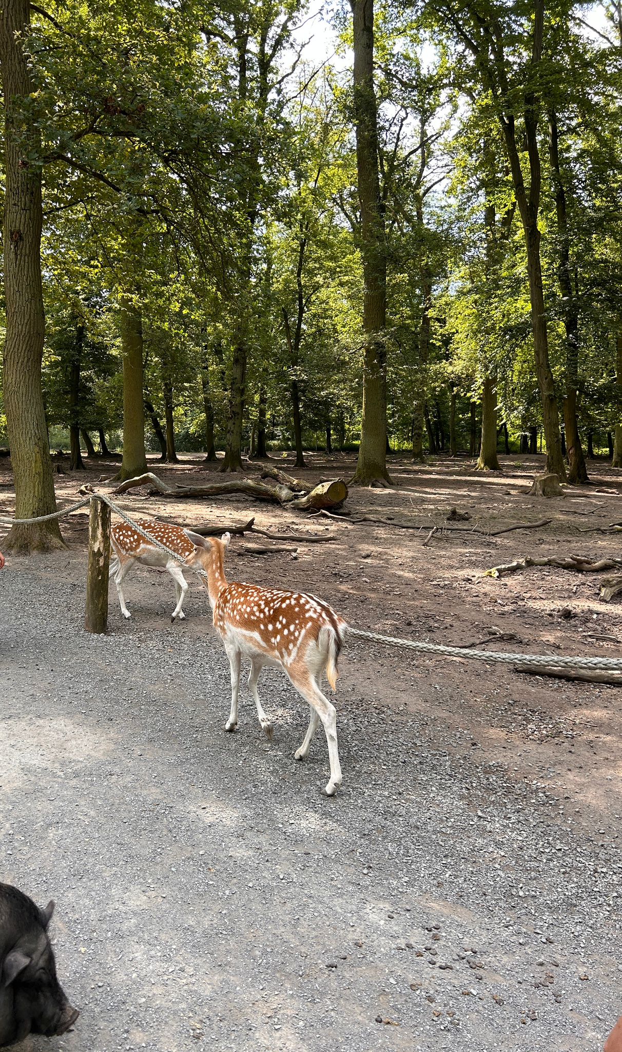 frei laufende Rehe im Tierpark Essehof